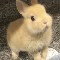 Fares🐰(ร่างสัตว์)