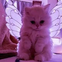 ลูน่า(ร่างแมว)