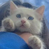 القط المشترس