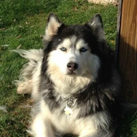 Kiko