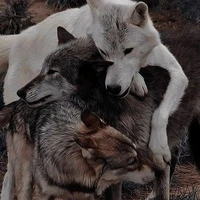 lobo/ manada 🐺