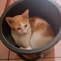 author ucing