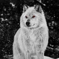 lobo de Dylan 