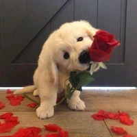 แอดคูปี้🥀
