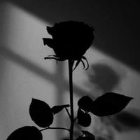 (desconhecido)