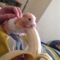 เเอดดดด