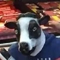 Cow dad