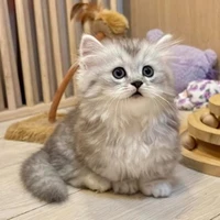 จุก (เเมว น.อ)