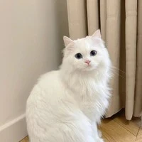 kucing(karina)