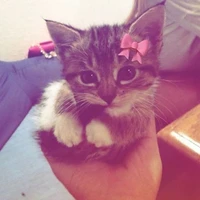 จี้(ชะนี)