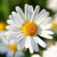 Daisy