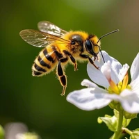 Bee