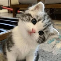 Luci
