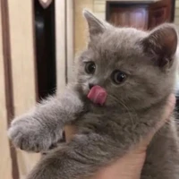 chacha (auteur 🥰🥰)