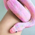 แรม