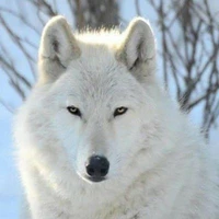 Akela