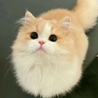 Mimi {kucing (name)}