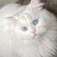 Leo {kucing (name)}