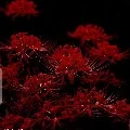แอด
