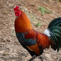 ayam