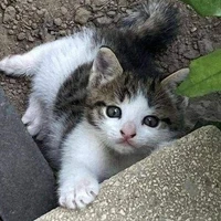 เหมียว