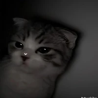 เจ้าแมวไม่มีเจ้าของ