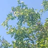 leafff 🍃