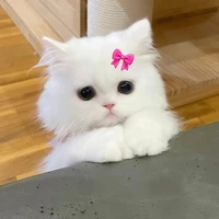 Cute Author