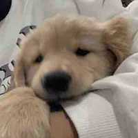 แอดเองง🐶