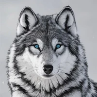 Akira(lobo de JK)