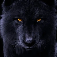 Zeus(lobo de jm)