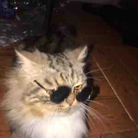 ทาสคุณไนท์(สิงโต)