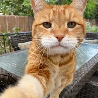 Moki