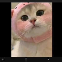 ชาโคล
