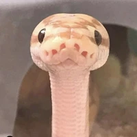 o๋