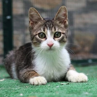 kucing(yupi) 