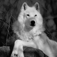 Lobo do Ussop Jack