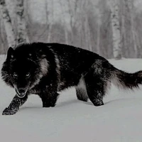 Lobo