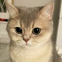ของขวัญ : 🐈