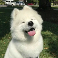 ไวท์ : 🐶