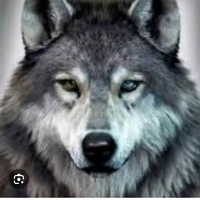 หมาป่า🐺