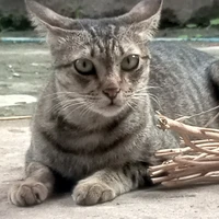 อ๊อดแอ๊ดไงแม่