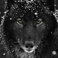 lobo de jm
