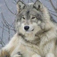 lobo de jk