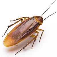 cockroach 