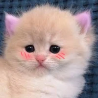 ระบบตัวน้อย(คิว)