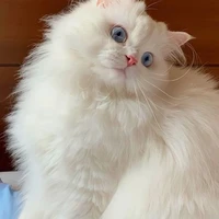 เฟียส