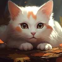 Tora