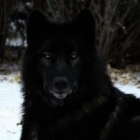 Lobo Alfa