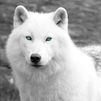 Lobo omega 
